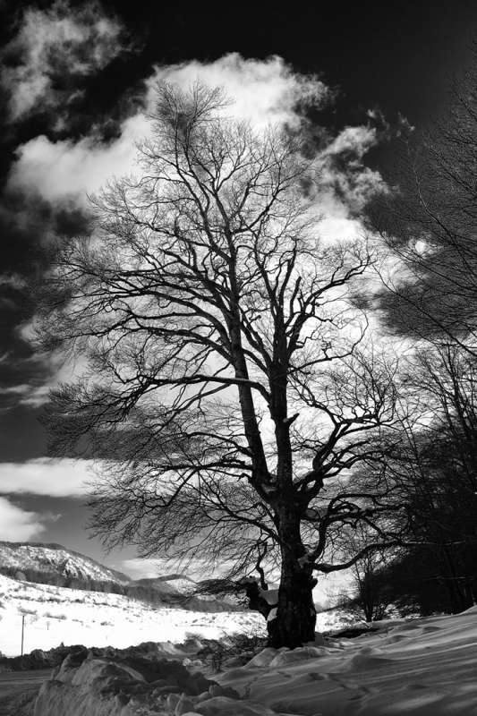 Clicca per l'immagine full size