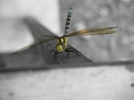 libellula.jpg