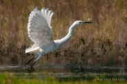 Egretta_garzetta,l_involo.jpg