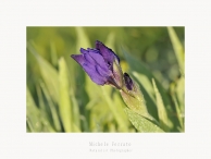 Nome File=Iris_germanica.jpg
Dimensione File=272KB
Dimensioni=1000x750
Data aggiunta=Apr 16, 2009 Iris_germanica.jpg