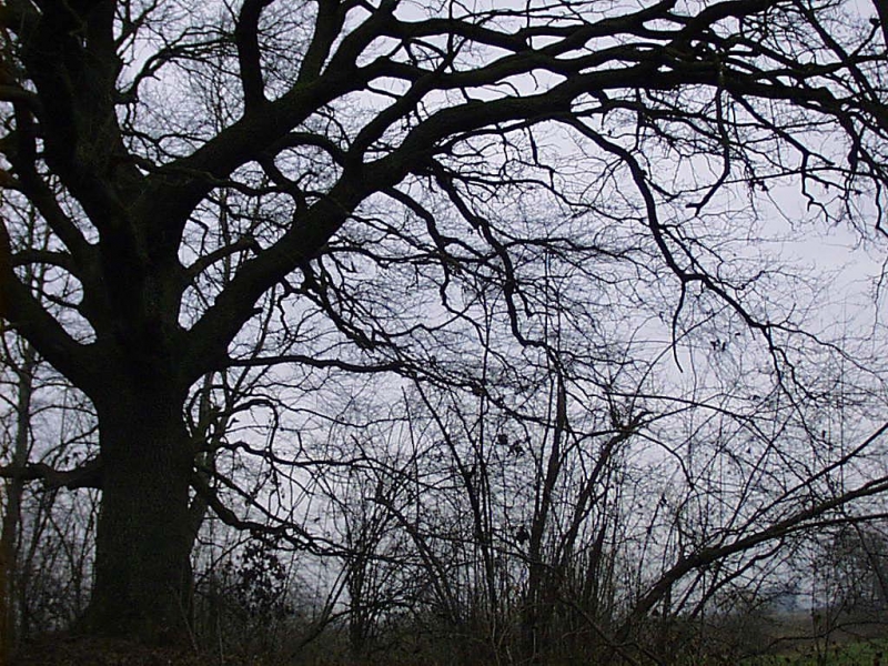 Clicca per l'immagine full size