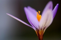 Nome File=crocus.jpg
Dimensione File=88KB
Dimensioni=1024x685
Data aggiunta=Ott 07, 2008 crocus.jpg
