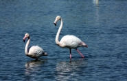 IMG_0871r.jpg