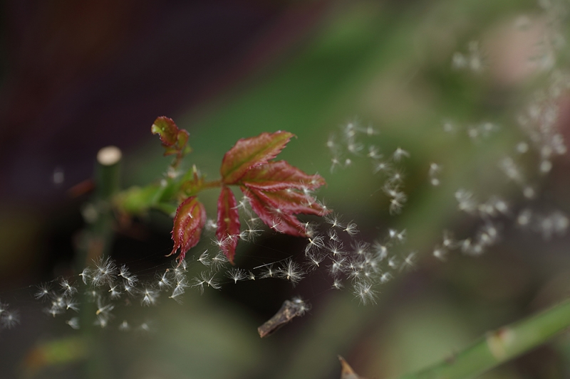 Clicca per l'immagine full size
