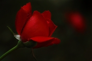 Nome File=rosa_rossa.jpg
Dimensione File=187KB
Dimensioni=1000x667
Data aggiunta=Ott 30, 2011 rosa_rossa.jpg