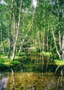 Nome File=Betulle_Svartisen_Norway.jpg
Dimensione File=260KB
Dimensioni=729x1024
Data aggiunta=Lug 06, 2010 Betulle_Svartisen_Norway.jpg