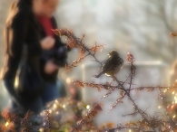 Nome File=fauna_urbanensis.jpg
Dimensione File=323KB
Dimensioni=750x562
Data aggiunta=Gen 13, 2009 fauna_urbanensis.jpg