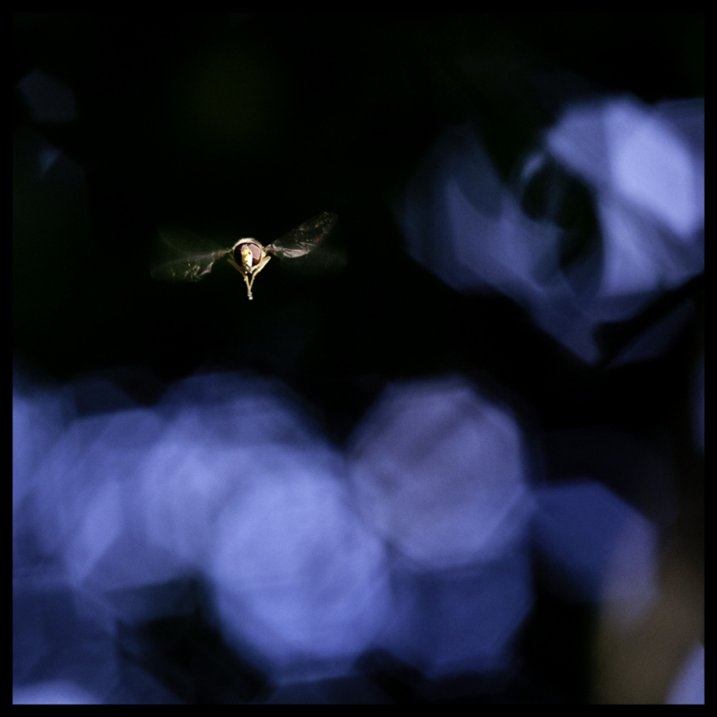 Clicca per l'immagine full size