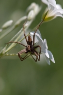 All__ombra_del_fiore.jpg All__ombra_del_fiore.jpg
