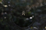 Nome File=Color_Psichedelic_spider.jpg
Dimensione File=448KB
Dimensioni=1200x797
Data aggiunta=Set 26, 2013 Color_Psichedelic_spider.jpg