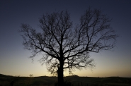Nome File=Lalbero.jpg
Dimensione File=373KB
Dimensioni=1000x664
Data aggiunta=Apr 11, 2011 Lalbero.jpg