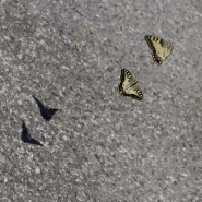 Nome File=Learning_to_fly.jpg
Dimensione File=577KB
Dimensioni=1000x1000
Data aggiunta=Nov 08, 2012 Learning_to_fly.jpg