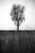 Nome File=Little_Forest.jpg
Dimensione File=366KB
Dimensioni=664x1000
Data aggiunta=Mar 28, 2018 Little_Forest.jpg
