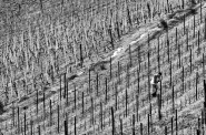 Nome File=Man_in_the_Vineyard.jpg
Dimensione File=524KB
Dimensioni=900x598
Data aggiunta=Gen 17, 2015 Man_in_the_Vineyard.jpg