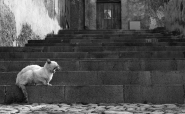 Nome File=Noia.jpg
Dimensione File=301KB
Dimensioni=1000x619
Data aggiunta=Ago 20, 2011 Noia.jpg