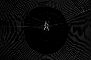 Nome File=Psichedelic_spider.jpg
Dimensione File=531KB
Dimensioni=1200x797
Data aggiunta=Set 25, 2013 Psichedelic_spider.jpg