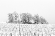Nome File=Vigneti_innevati.jpg
Dimensione File=560KB
Dimensioni=1200x794
Data aggiunta=Feb 20, 2015 Vigneti_innevati.jpg