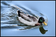 Nome File=duck2ridim.jpg
Dimensione File=151KB
Dimensioni=1000x661
Data aggiunta=Gen 25, 2012 duck2ridim.jpg
