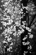 Nome File=DSC--0052-Fiore-bianco-controluce-BN.jpg
Dimensione File=337KB
Dimensioni=529x790
Data aggiunta=Gen 30, 2012 DSC--0052-Fiore-bianco-controluce-BN.jpg