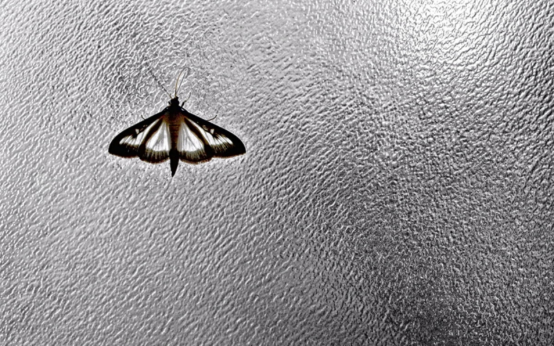 Clicca per l'immagine full size
