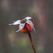 Aspettando_primavera_-_DSC_0393_DxO_1200px.jpg