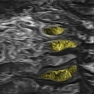 Nome File=Astratto_con_pepite_vsmall.jpg
Dimensione File=227KB
Dimensioni=1024x1024
Data aggiunta=Dic 15, 2013 Astratto_con_pepite_vsmall.jpg