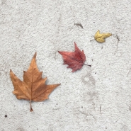 Nome File=Autunno_-_20181109_143217_1200px.jpg
Dimensione File=486KB
Dimensioni=1200x1200
Data aggiunta=Nov 09, 2021 Autunno_-_20181109_143217_1200px.jpg