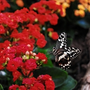 Butterfly_-_DSC_0230_DxO_vsmall.jpg