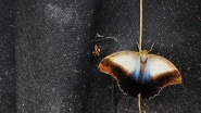 Nome File=Butterfly_2.jpg
Dimensione File=156KB
Dimensioni=800x450
Data aggiunta=Mag 25, 2010 Butterfly_2.jpg