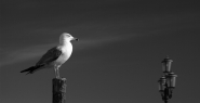 Corcal_wide_DSC_5340_vsmall.jpg