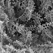 Nome File=Foglie_-_DSC_1846_vsmall.jpg
Dimensione File=300KB
Dimensioni=1024x1024
Data aggiunta=Lug 10, 2016 Foglie_-_DSC_1846_vsmall.jpg