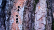 Nome File=Holes_-_DSC_1310_vsmall.jpg
Dimensione File=221KB
Dimensioni=1200x675
Data aggiunta=Mar 16, 2016 Holes_-_DSC_1310_vsmall.jpg