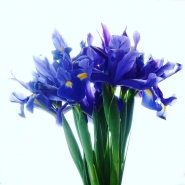 Filename=Iris_1080px.jpg
Filesize=139KB
Dimensions=1080x1080
Date added=Apr 30, 2022 Iris_1080px.jpg