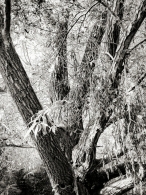 Nome File=Old_man_willow.jpg
Dimensione File=392KB
Dimensioni=768x1024
Data aggiunta=Feb 18, 2009 Old_man_willow.jpg