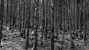 Nome File=Playin_Ansel_5_-_DSC_0070_vsmall.jpg
Dimensione File=328KB
Dimensioni=1024x576
Data aggiunta=Mag 12, 2011 Playin_Ansel_5_-_DSC_0070_vsmall.jpg