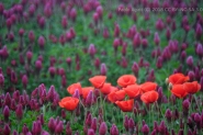 Poppies_and_shamrock_-_DSC_4380_DxO_1200px.jpg