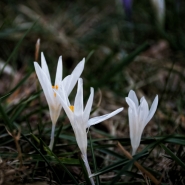 Nome File=Primavera_-_DSC_0338_DxO_1200px.jpg
Dimensione File=292KB
Dimensioni=1200x1200
Data aggiunta=Feb 27, 2021 Primavera_-_DSC_0338_DxO_1200px.jpg