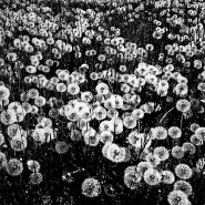 Nome File=Spring_-_DSC_0221_bw_vsmall_2.jpeg
Dimensione File=545KB
Dimensioni=1024x1024
Data aggiunta=Giu 09, 2014 Spring_-_DSC_0221_bw_vsmall_2.jpeg