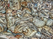 folpi_hdr.jpg folpi_hdr.jpg