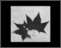 Nome File=foglie-morte.jpg
Dimensione File=150KB
Dimensioni=768x612
Data aggiunta=Dic 06, 2008 foglie-morte.jpg