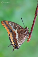 Nome File=Charaxes-jasius-(Linnaeus,-1767).jpg
Dimensione File=288KB
Dimensioni=800x1200
Data aggiunta=Set 12, 2012 Charaxes-jasius-(Linnaeus,-1767).jpg
