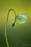 Gonepteryx-cleopatra-(Linnaeus-1767).jpg