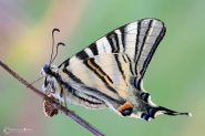 Il-Podalirio-(Iphiclides-podalirius)1024.jpg