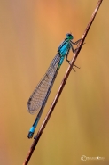 Ischnura-elegans-(Vander-Linden-1820).jpg