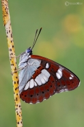 Nome File=Limenitis-reducta.jpg
Dimensione File=212KB
Dimensioni=800x1200
Data aggiunta=Lug 26, 2012 Limenitis-reducta.jpg