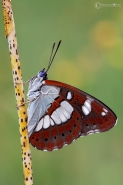 Limenitis-reducta.jpg