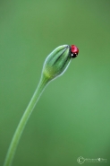 Nome File=coccinellaòòòò.jpg
Dimensione File=37KB
Dimensioni=533x800
Data aggiunta=Set 12, 2011 coccinellaòòòò.jpg