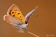 Nome File=farfallina-in-volo.jpg
Dimensione File=141KB
Dimensioni=1200x804
Data aggiunta=Feb 29, 2012 farfallina-in-volo.jpg