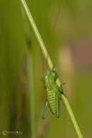 grillo-sibolla.jpg