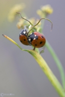 Nome File=incontro-tra-coccinelle.jpg
Dimensione File=124KB
Dimensioni=683x1024
Data aggiunta=Nov 02, 2009 incontro-tra-coccinelle.jpg